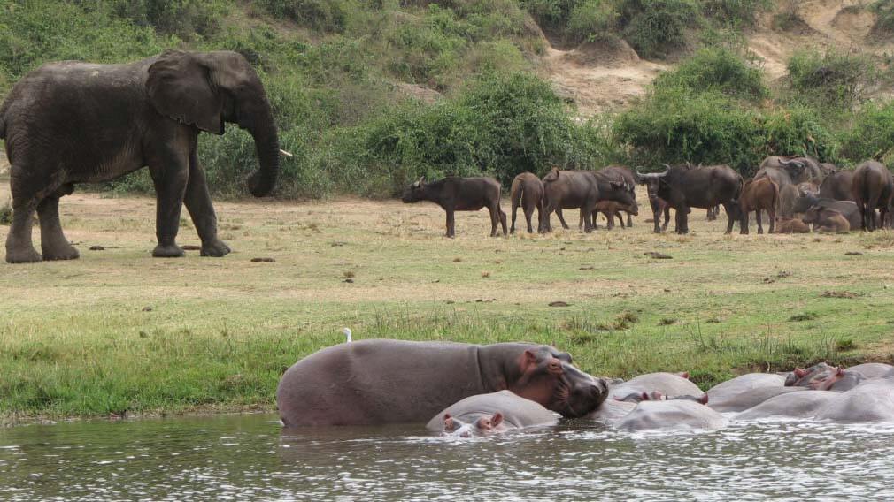 3 Days Queen Elizabeth Safari Uganda