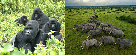 gorilla safari and wildlife