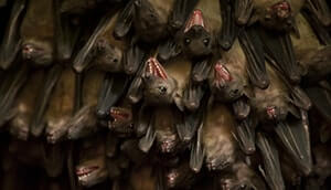 Maramagambo Forest Bats 