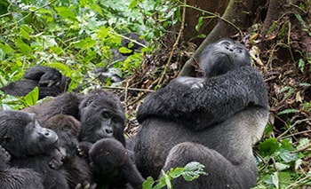 Gorilla Safari Bwindi