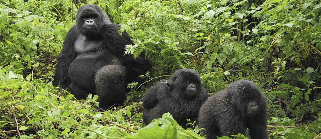 3 Day Gorilla Trekking Uganda from Kigali