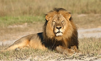 Big five safaris uganda