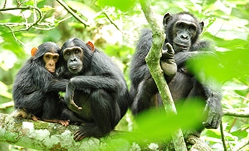 Kibale Chimp Trekking