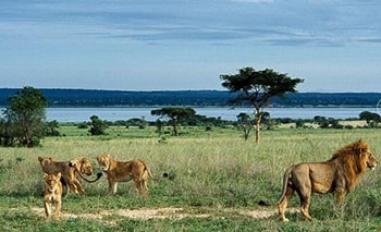 Africa Uganda Safaris
