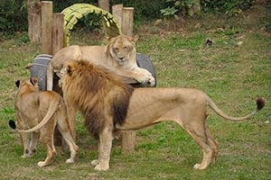 Lions in Entebbe Zoo