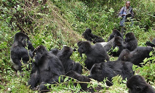Gorilla Trekking Rwanda 